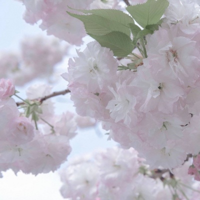 林口福瑞交流群